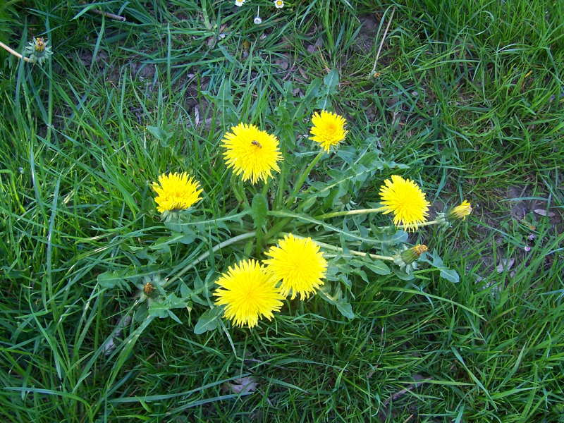 Blume gelb Blume gelb