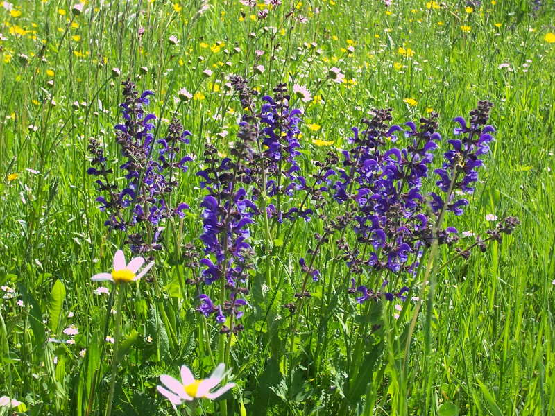 Blume lila Blume lila