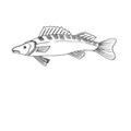 Fischen am Chiemsee